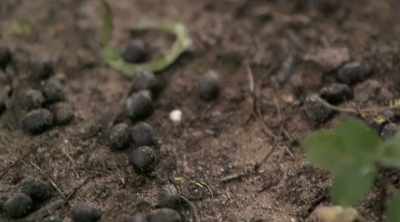 You know, in Australia, as a
pastime, you get kangaroo poo. - Kings of Pain
