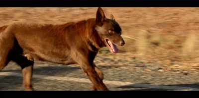 You know, Koko was the movie. - Koko: A Red Dog Story