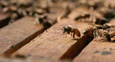 You know,
let your front yard be green - The Pollinators