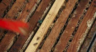 You know, maybe they don't
use a hundred a day, - The Pollinators