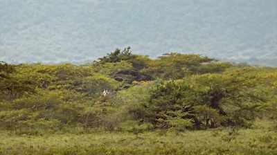 You know, that's a population - The Woman Who Loves Giraffes