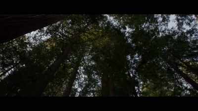 You know, the guys
in the backwoods - Sasquatch