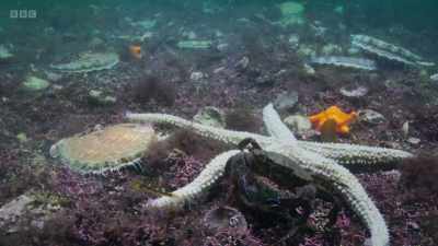 You know, there were
crabs and little fish - Wild Isles