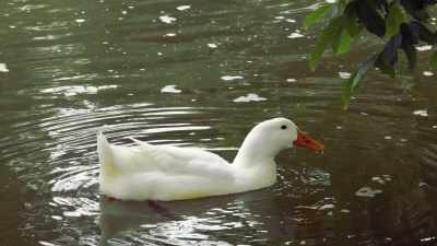 You know, there's an urban legend
that a duck's quack doesn't echo, - Absurd Planet