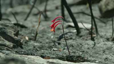 You know, there's huge debates
about climate change - - The Green Planet