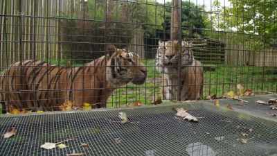 You know, these are
multi-generation bred tigers. - Britain's Tiger Kings - On the Trail with Ross Kemp