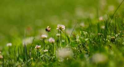 You know, you think, well,
herbicides aren't toxic, - The Pollinators