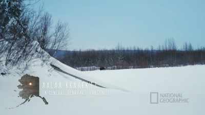 You know, we've been driving
around looking for moose, - Life Below Zero: First Alaskans
