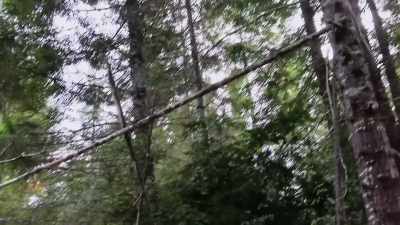 You know what it almost
looks like to me - Expedition Bigfoot