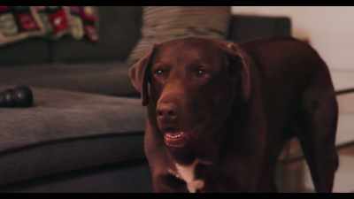 You know what happens when you pack - Dogs