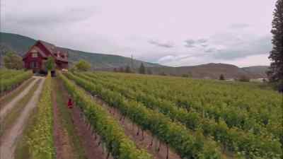 You know what - Summer in the Vineyard