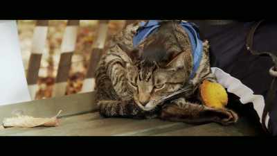 You know what
you're going through - Cat Daddies