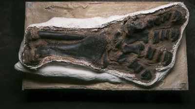 YOU KNOW, WHEN WE FOUND THEM,
I THOUGHT, - Dino Hunters