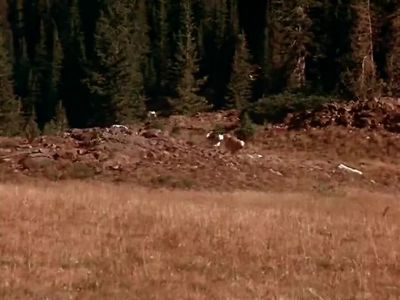 You were like Rin Tin Tin - Homeward Bound: The Incredible Journey