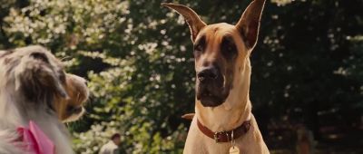 You look amazing - Marmaduke
