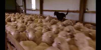 You look at a kelpie
and say 'jump'. - Koko: A Red Dog Story