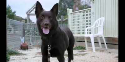 You look for that magic
behind the eyes, that alchemy - Koko: A Red Dog Story