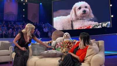 You look very, very comfortable.
Thank you so much. - 2022 American Rescue Dog Show