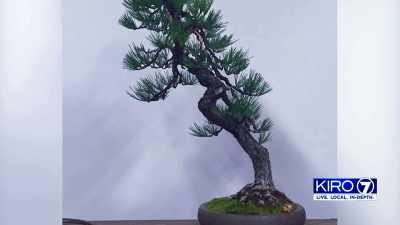 You may see branches,
but the man who grew this - Trees and Other Entanglements