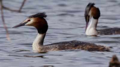 You might say these are "odd ducks." - Wild Nordic