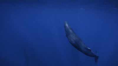 "You might think she'd get lost
in the vast blue..." - Secrets of the Whales