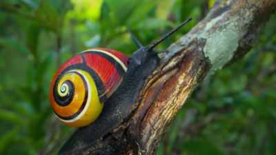 You might think that this one is
an exceptionally lovely, - Attenborough's Life in Colour