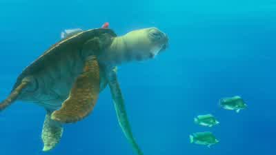 You, mini-man! - Finding Nemo