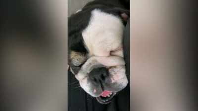 You never heard a dog snore before?" - 2022 American Rescue Dog Show