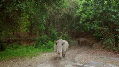 You now have Helen heading down the runway as well. - Magic of Disney's Animal Kingdom