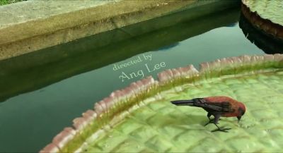 You were raised in a zoo - Life of Pi