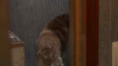 You ready? - The Incredible Dr. Pol