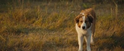 You ready? - A Dog's Journey