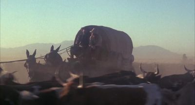 You really got the itch ain't ya - The Culpepper Cattle Co