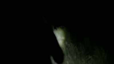 You really only see
the next tree up,
and nothing past it. - Expedition Bigfoot