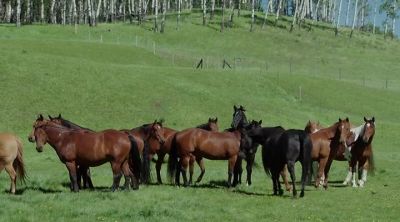 You remember this
black stallion, I'm sure. - Heartland