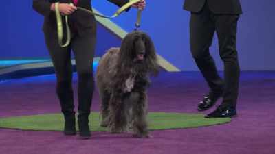 "You said cookie?" - 2022 American Rescue Dog Show