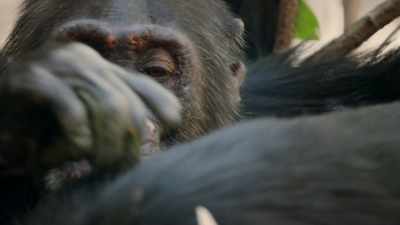 You scratch my back
and I'll scratch yours. - Dynasties