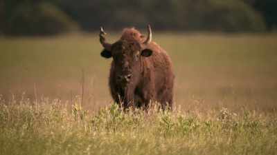 You see hope.
You see prayer. - The American Buffalo