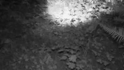You see how these ferns
are turned over, right here? - Expedition Bigfoot