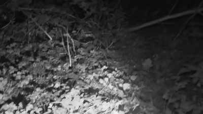 You see, it's all matted
down here,
but then it's fluffy up here. - Expedition Bigfoot