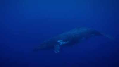 You see males singing, looking
for mating opportunities. - Protecting Paradise: The Story of Niue