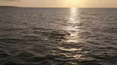 - You see that? [chuckles]
- Oh, yes! We've got some dolphins! - The Reluctant Traveler with Eugene Levy