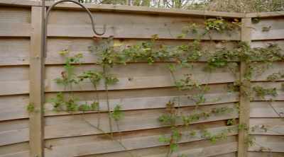 - You see the vine on the fence?
- [Eric] Yeah - Homegrown