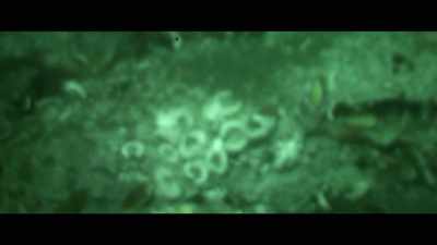 You see the yeti crabs eat the bacteria. - The Most Unknown