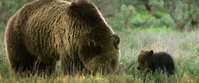 You take the one on the right. - Grizzly Night