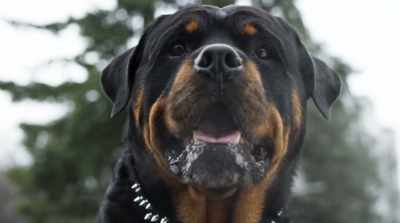 You think you can get me a
Drumstick? I just love those things. - Cats & Dogs 3: Paws Unite