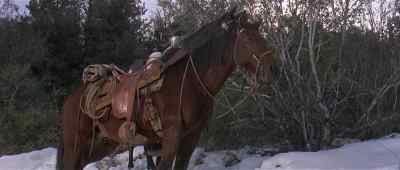 You think maybe
you wait till tonight - The Appaloosa