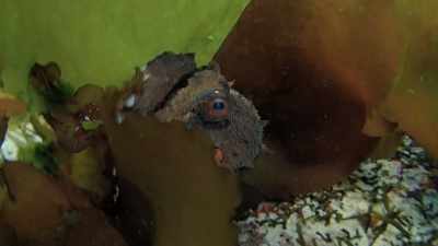 You think,
"What on earth is this animal doing?" - My Octopus Teacher