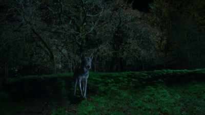 You tried to catch me
for years, and you failed. - Phantom Pups