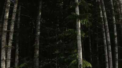  You understand more. - Expedition Bigfoot